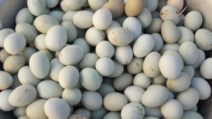 Azərbaycanda biri beş manata olan yumurta satılır (FOTO)